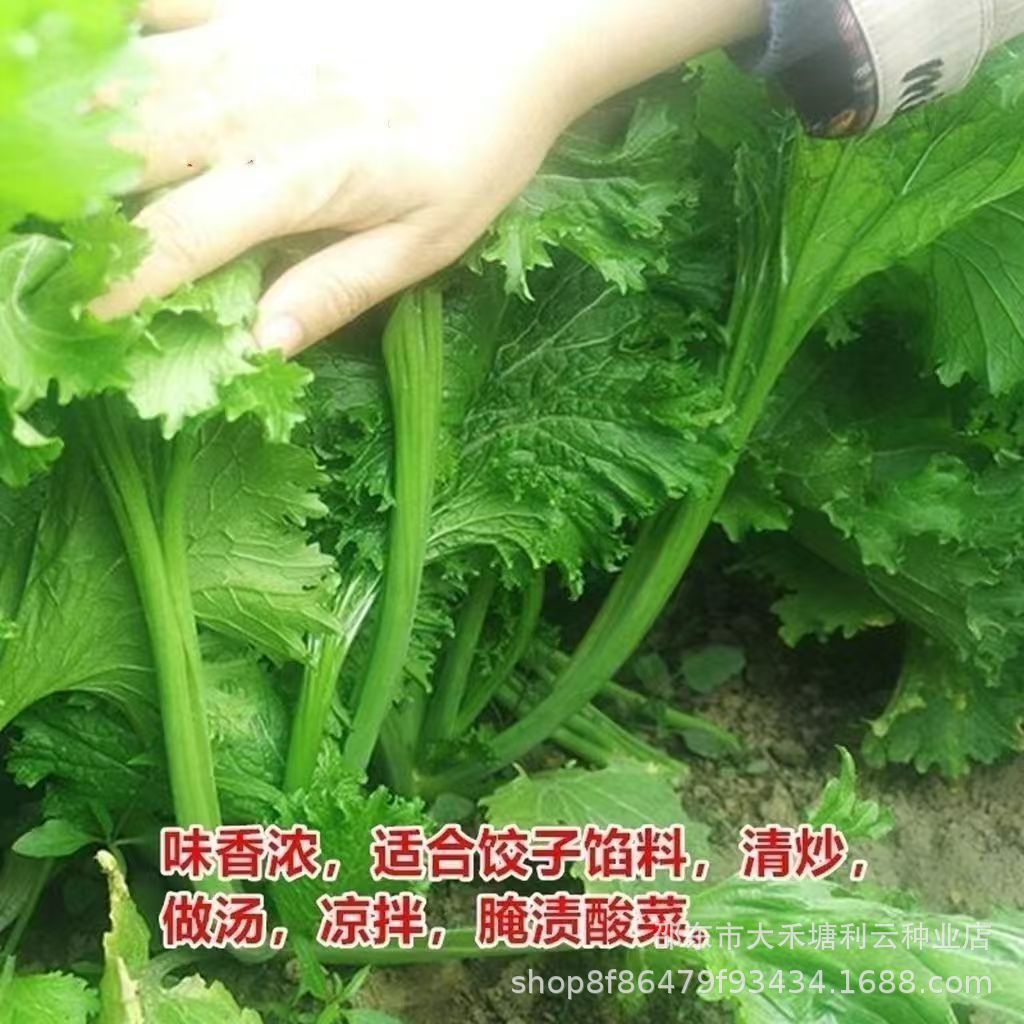 Selected delicious fragrant leaf mustard seeds coriander green rapeseed spring autumn winter four seasons balcony potted vegetable seeds