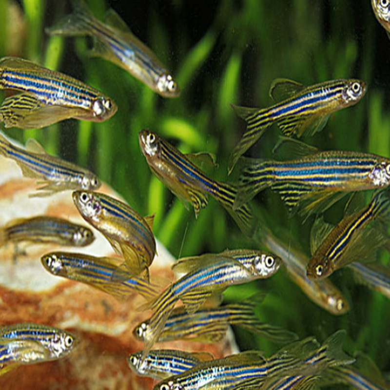 Blue Zebra Fish Experimental Live Freshwater Transportation Package-Damaged Ornamental Fish Fishery Bulk Wholesale Tropical Fish Blue Zebra