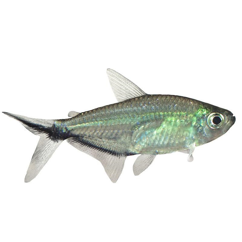 Black tail big hook fish wholesale small tropical fish ornamental fish living black tail fin grass tank group tour King Shanghai fishing ground