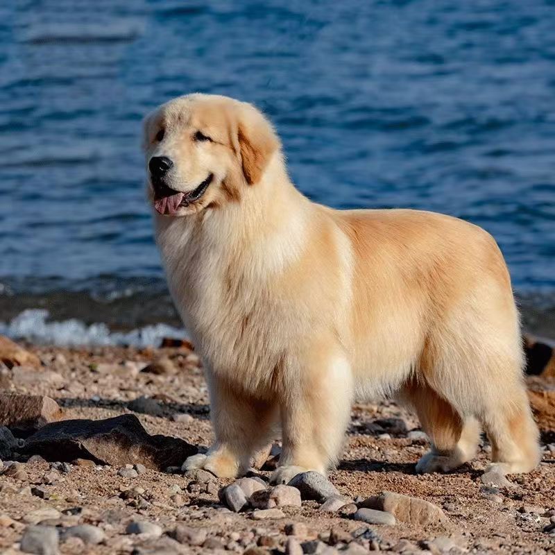 Оптовая продажа щенков чистокровного золотистого ретривера, живые щенки золотистого ретривера, домашние собаки, средние собаки охраны, рабочие собаки