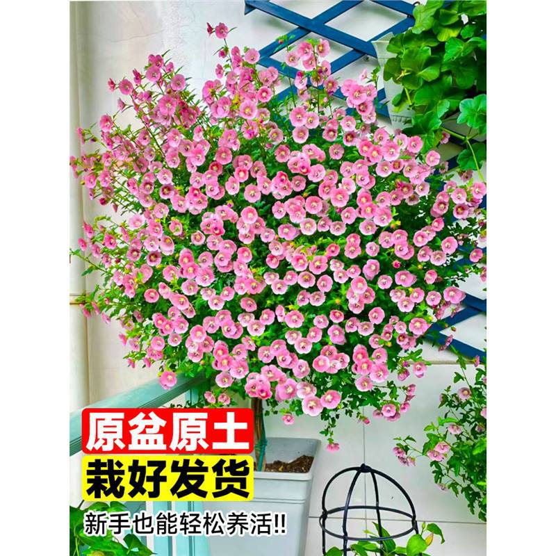 Small Hibiscus Seedlings Potted Lollipop Florals Blue Snowflakes Bloom All Year Round Margaret Balcony Is Good for Feeding Saplings