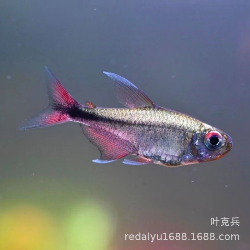 Shanghai tropical fish red tail silver hook silver hook Sailfish South American high-end lamp fish freshwater fish grass tank group swimming fish