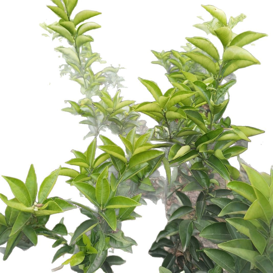 Wholesale Base Grafted Citrus Aurantium Seedlings, Medicinal Citrus Aurantium Seedlings, Pure Varieties, Large Quantity, Preferential Treatment