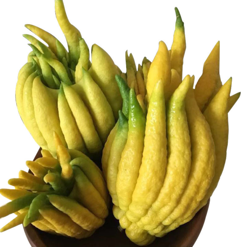 Selection of Half a Pound of Bergamot, 0.5kg and 1.0kg Fresh Green Bergamot Fruits, Bergamot Melons and Bergamot Citron Tea