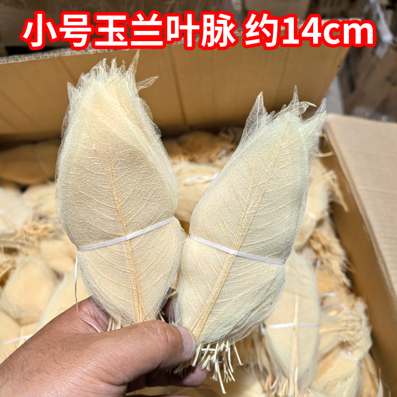 Крылья цикады натуральный лист магнолии настоящие листья для рукоделия, реквизит для ресторанов, наклейка для учеников начальной школы