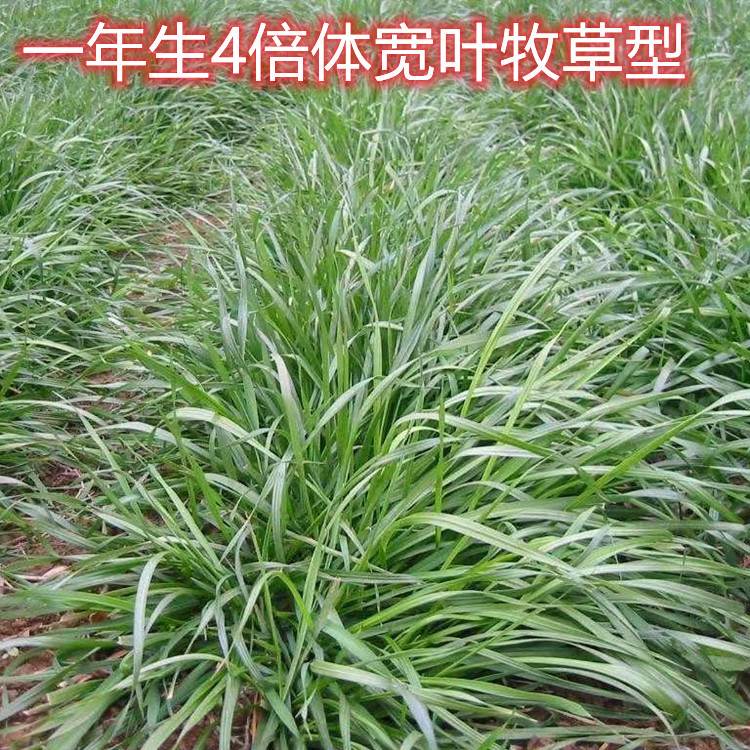 Annual Ryegrass Seeds for Pasture, Tetraploid Blue Label Perennial Lawn-Type Seeds for Re-Greening and Slope Protection