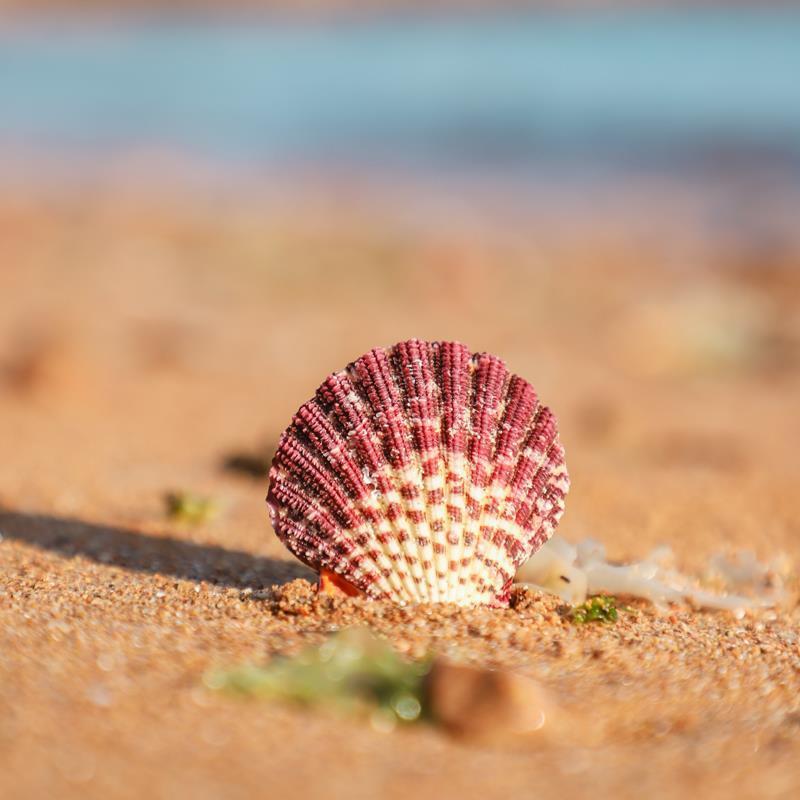 Oil Painting Scallop Natural Shell Girlfriend Gift Wall Sticker Wedding Decoration Fish Tank Aquascape Collection Ocean Elements