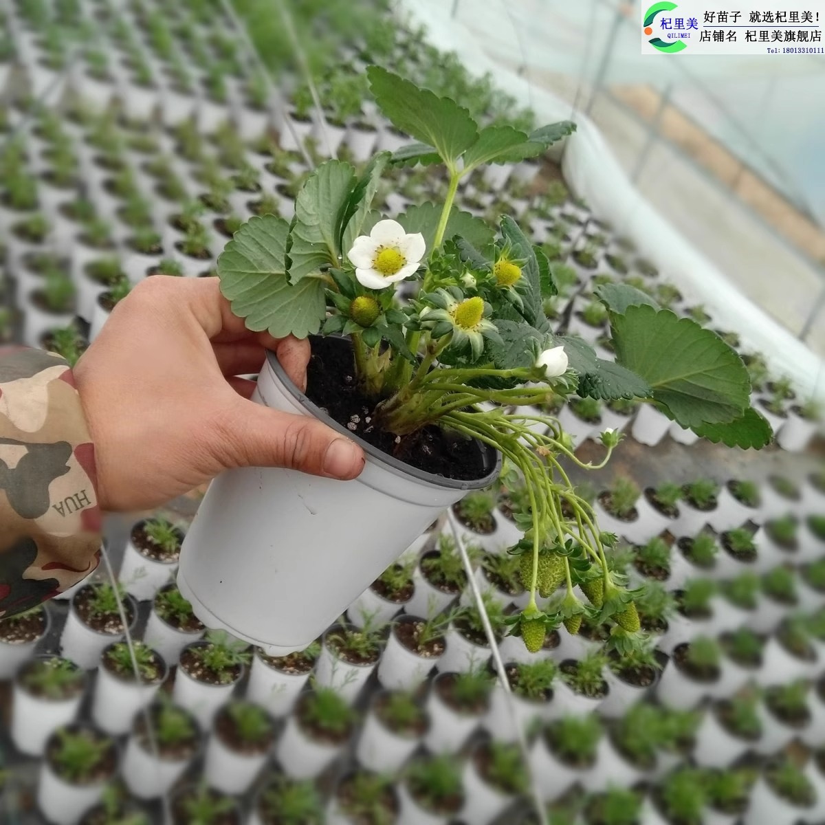 Strawberry Seedlings Potted with Soil Dandong Cream Sweet Treasure Zhangji Jiu Xiang Strawberry Seedlings All Year Round Southern and Northern Seeds
