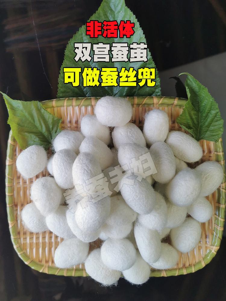 Silkworm farmers self-supporting complete dried silkworm cocoons can be drawn silk homemade hand-made to be displayed double palace cocoons mulberry silkworm silk group fan cocoons