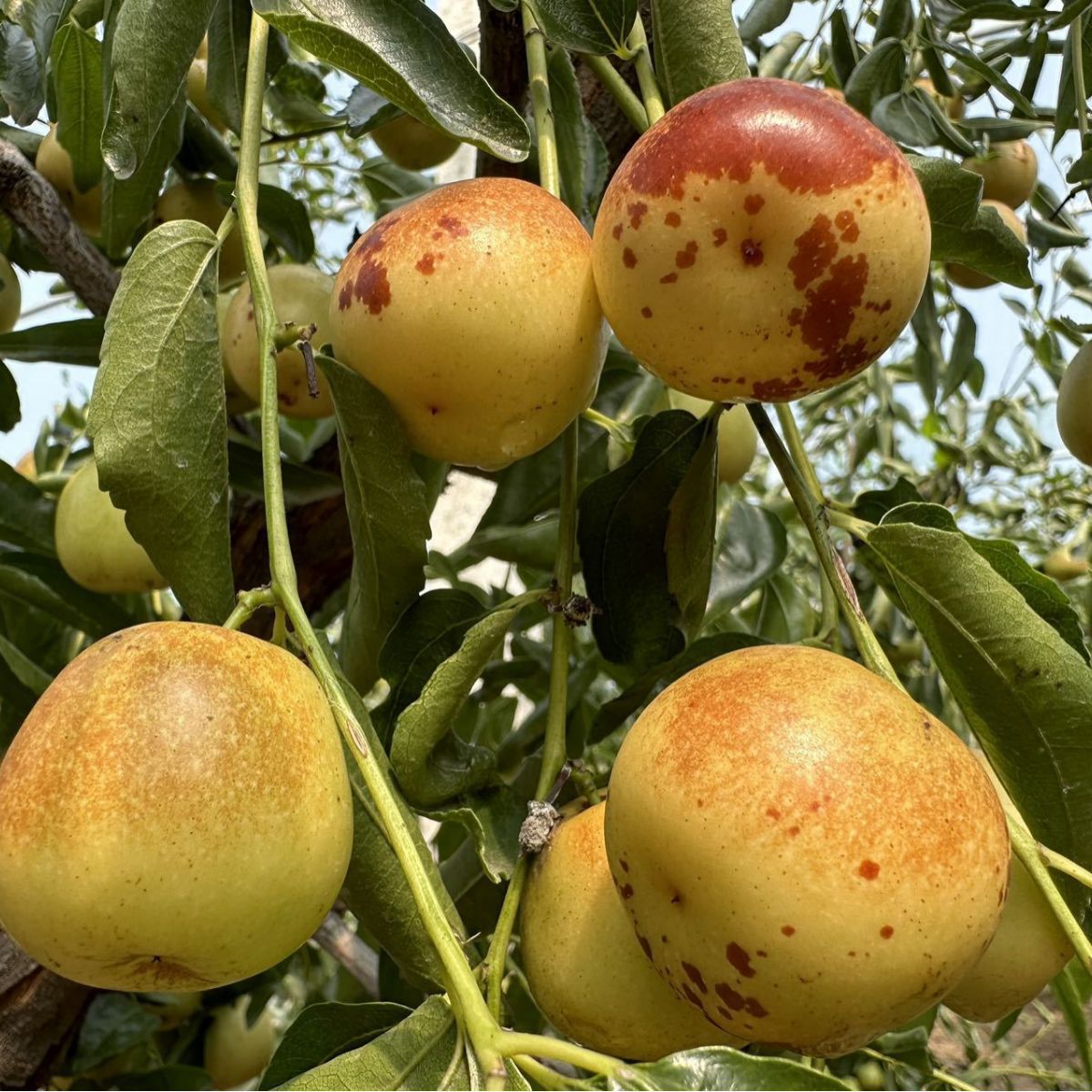 Zhanhua Winter Jujubes, Fresh Jujubes, Freshly Picked Large Fruits, Crisp and Sweet, Rock Sugar Green Red Dates, Premium Quality 2.5kg Fresh Crisp Dates, Large Fruits