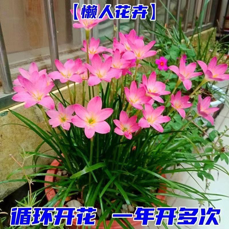 Wind and Rain Orchid Bulbs Bloom in All Seasons, Double-Petaled Leek Orchid Seedlings, Indoor and Outdoor Courtyard Flower Beds, Cold-Resistant Potted Plants