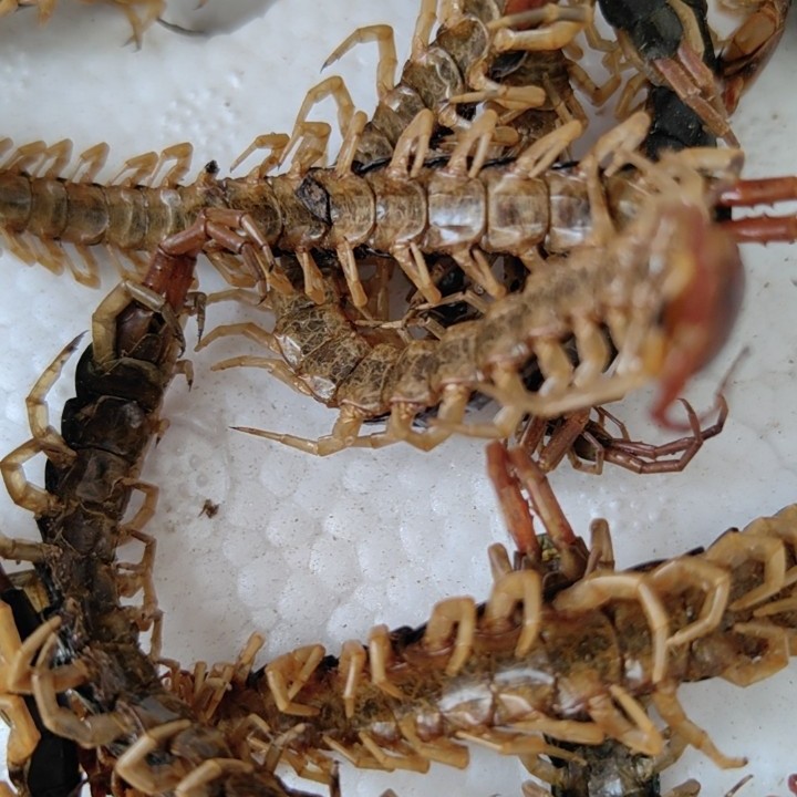 Целая многоножка, крупная сушеная многоножка, мясо без бамбуковых шпажек, порошок из кожи многоножки, можно измельчить в порошок