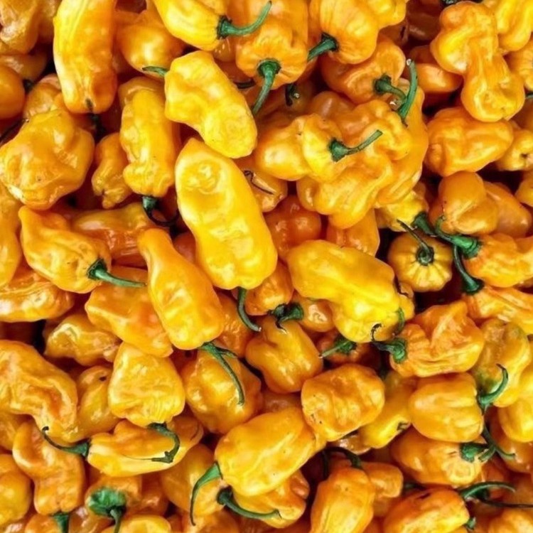 Yellow Devil Pepper Seeds Indian Devil Pepper Seeds Broken Soul Pepper Seeds Shabu Shabu Spicy Super Spicy Pepper Seeds