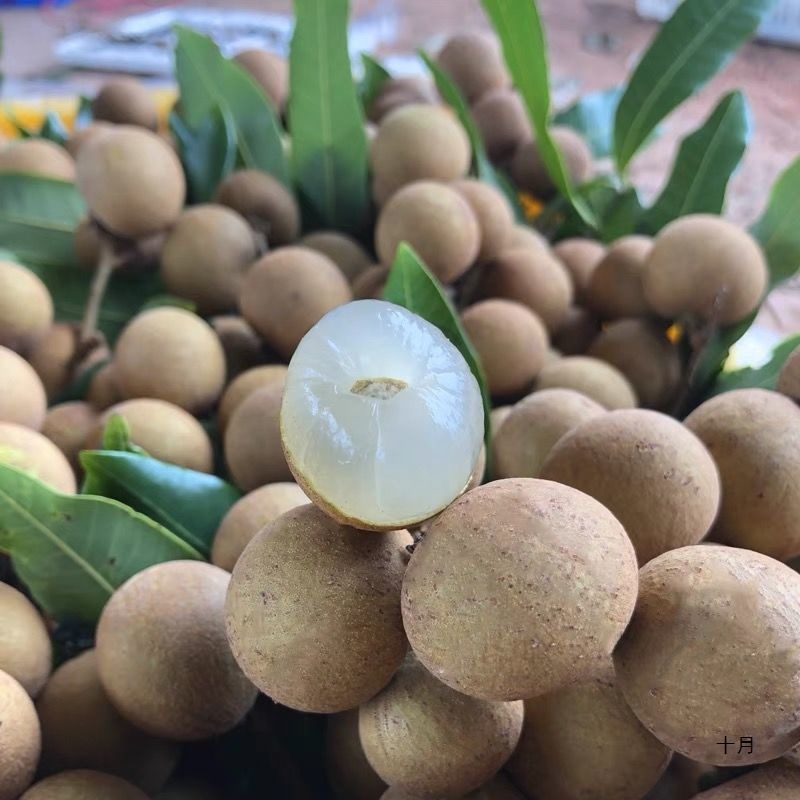 Sf Express, свежий лонган из Гуандуна, Гаожоу, супер сладкий, целая коробка, фруктовая фабрика