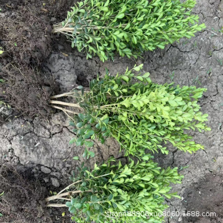 Small Leaf Boxwood Seedlings, Melon Seed Boxwood Seedlings, French Holly Seedlings, Golden-Edged Boxwood Courtyard Hedge Saplings, Large Leaf Boxwood