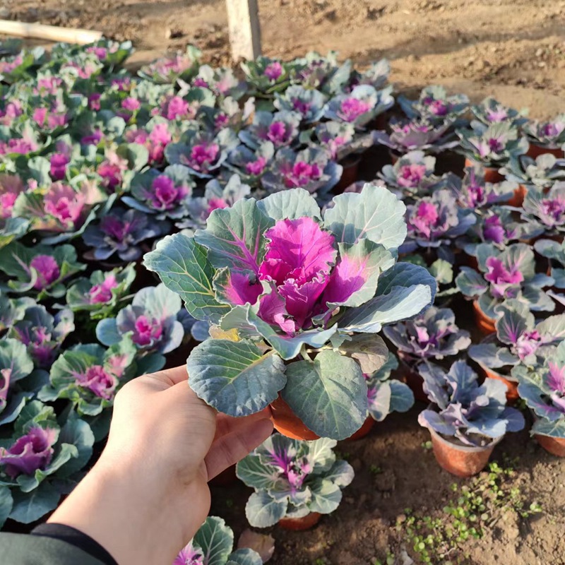 Potted Kalanchoe'Pigeon Series' - Red and White Winter Seasonal Grass Flower, Cold and Drought Resistant, Qingzhou Flower Kalanchoe