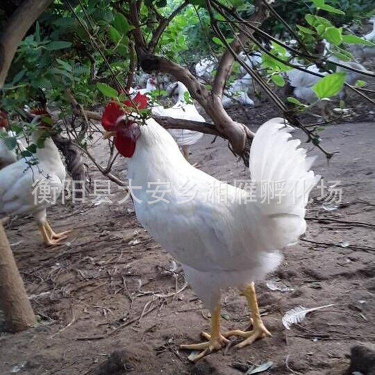 White-Feathered Chicken Seedlings Mixed Price Wholesale Sales White-Feathered Chicken Seedlings Native Chicken Seedlings Fast-Growing White-Feathered Broiler Chicken Seedlings Native Eggs Chicken