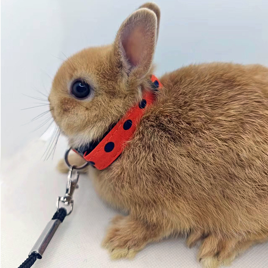 [Small Wholesale] Pet Rabbit Leash, Squirrel, Hamster, Guinea Pig, Snow Leopard, Guinea Pig Collar, Walking Rope