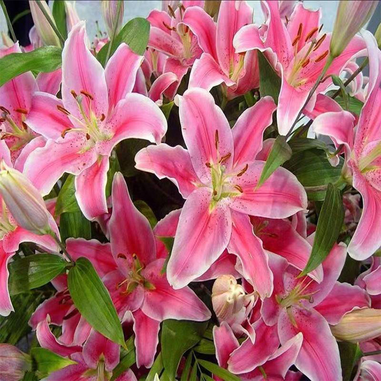 [Ball Seed] Perfume Lily Tulip Narcissus Saffron Evening Fragrance Jade Sword Orchid Lily of the Valley Grape Hyacinth Seed Ball