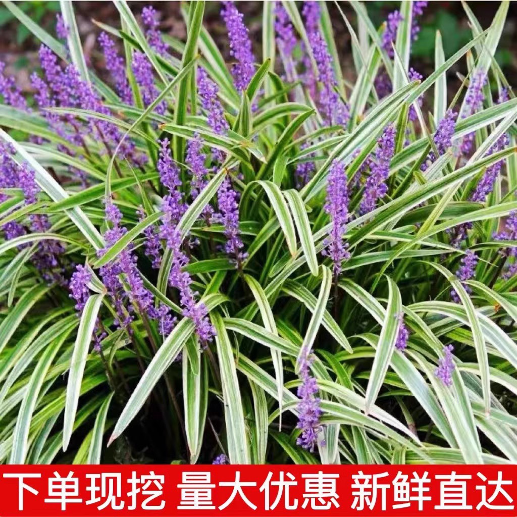 Саженцы офиопогона японикус для озеленения двора в Пномпене, травы для покрытия, теневыносливые широколистные растения, морозостойкая удачливая трава