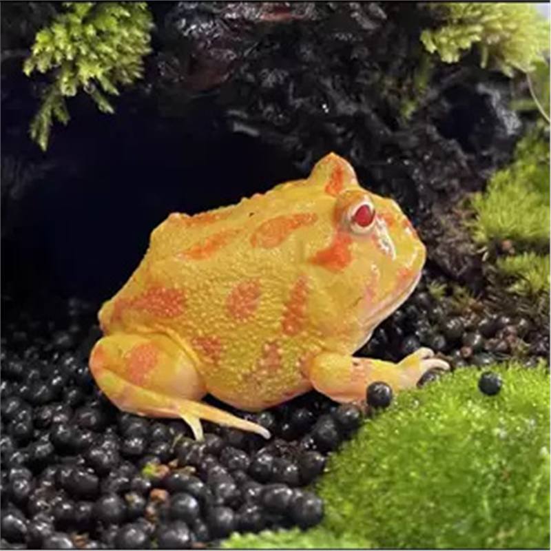 Angry Frog Green Horn Golden Horn Frog Pumpkin Clown Doll Non-Cow Pet Stall Aquarium Children