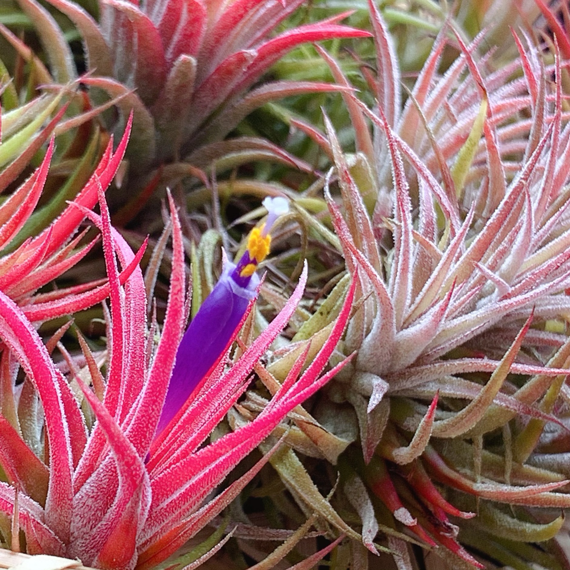 Factory Direct Supply Base Straight Hair Air Pineapple Soilless Plant Swan Elf