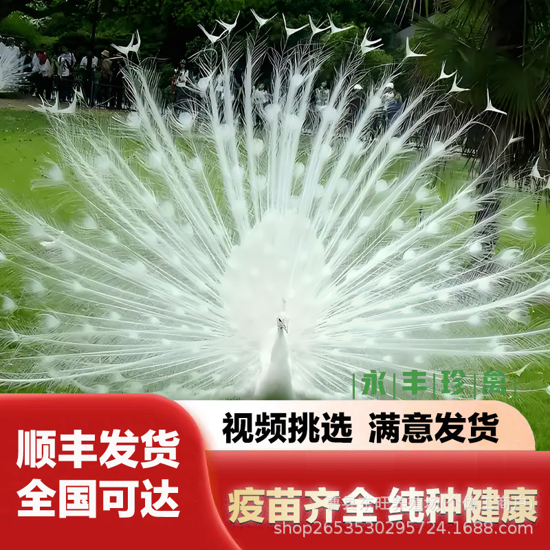 Where Can I Buy a Blue Peacock with Spread Wings? How Much Does It Cost to Raise Live Peacocks for Sale? How Much Does a Peacock Egg and Meat Cost?