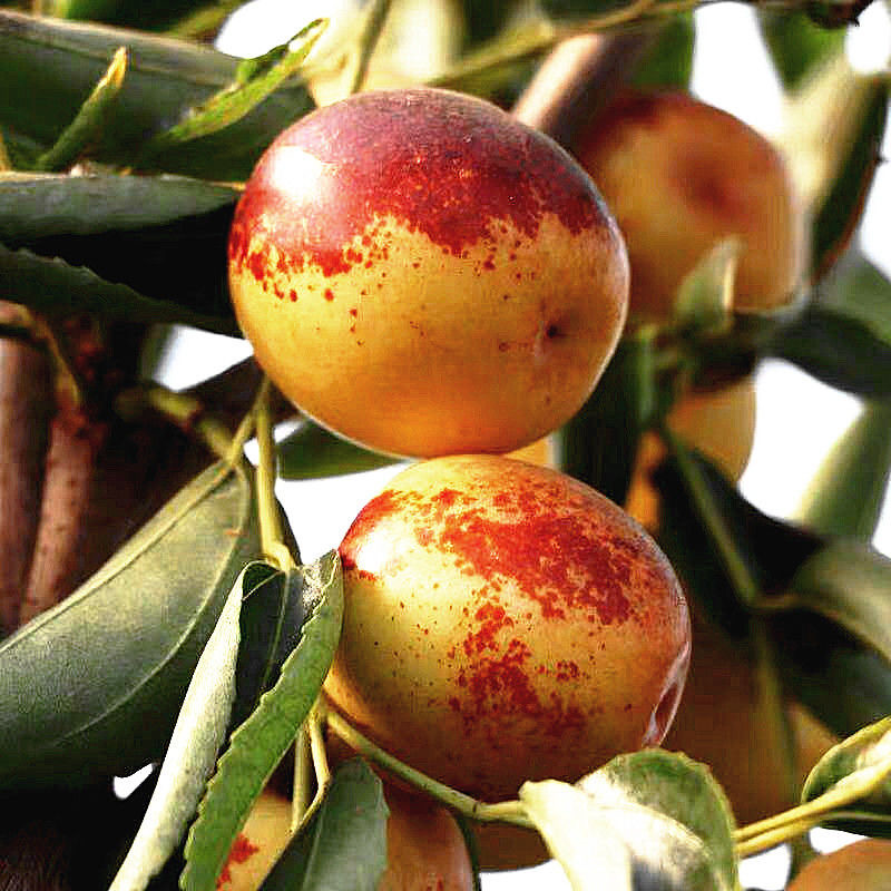 The First Crop of Shaanxi Dali Winter Jujube, Seasonal Fruit for Pregnant Women, Big Red Jujube, Wholesale Gift Box from the Place of Origin, Freshly Picked and Fragrant and Sweet