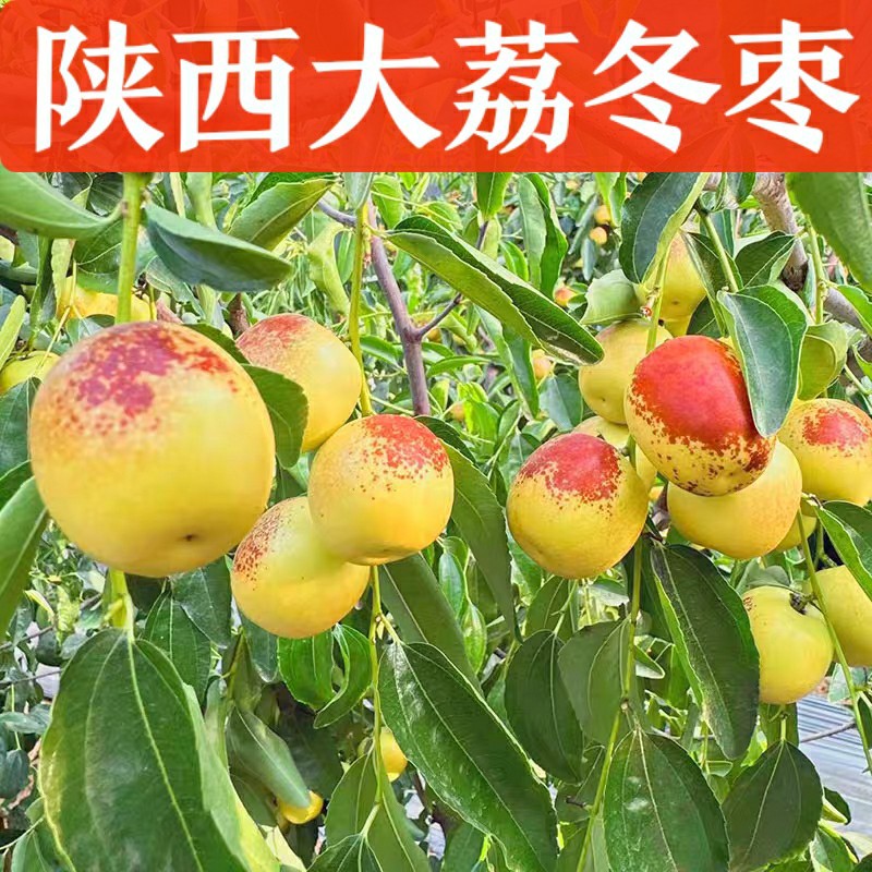 Зимние жужубы Шэньси Дали, свежие фрукты, сезонные жужубы, хрустящие сладкие зеленые жужубы, целая коробка 2.5кг, жужубы 1.5кг