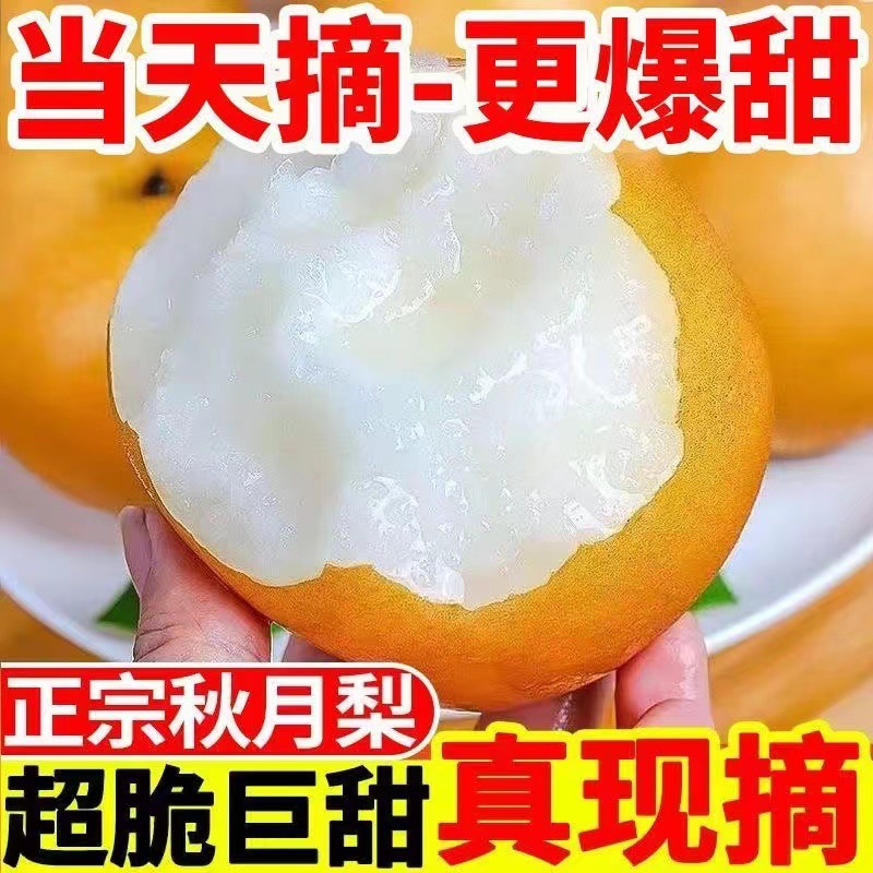 Freshly Picked Shandong Laiyang Authentic Qiuyue Pear Fruit, Fresh, Crisp and Sweet, Seasonal Whole Box of Pears, Naturally Ripe on the Tree