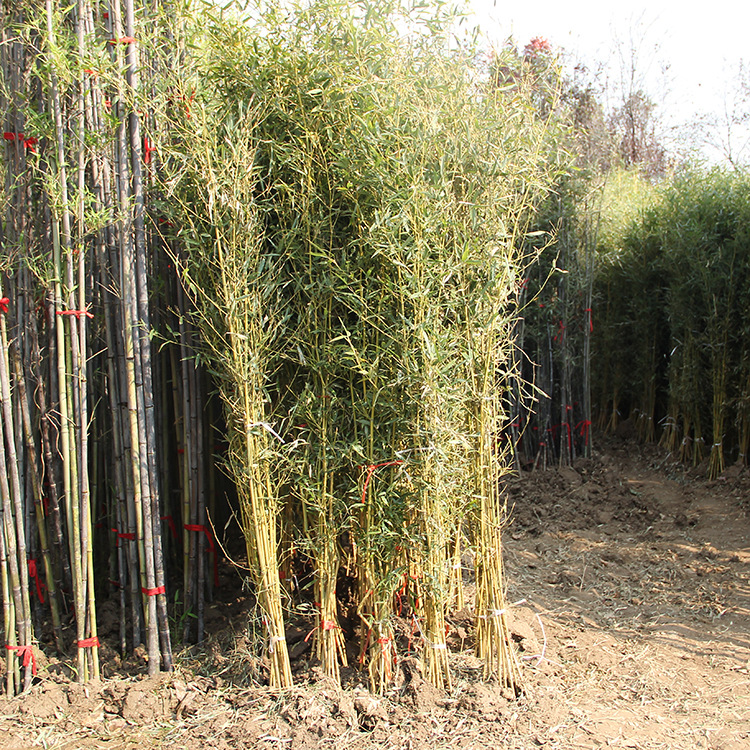 Bamboo Seedlings, Garden Plants, Purple Bamboo, Gold Inlaid Jade, Luohan Bamboo, Northern Cold-Resistant, Evergreen, Large-Scale Ground-Planted Green Bamboo Seedlings