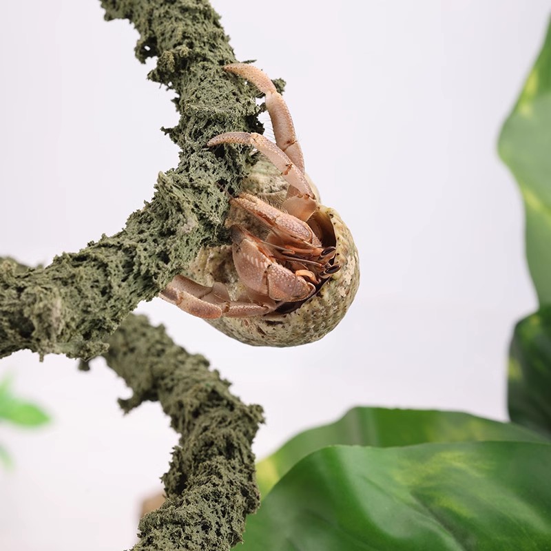 Little Bean Hermit Crab Pet Live Hermit Crab Ornamental Crab Gift Crab Children's Day Gift Desktop Cute Pet