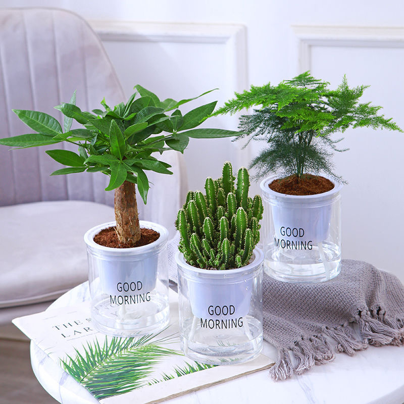 Green dill rich tree asparagus fleshy flower potted plant indoor mint rich bamboo hydroponic small green plant to feed well