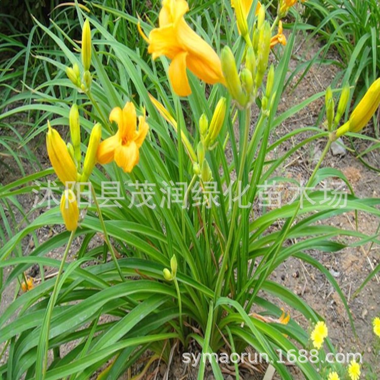 Поставка морозостойких многолетних цветущих растений, саженцы золотой кукольной гемерокалиса для озеленения дворов и парков с высокой адаптивностью