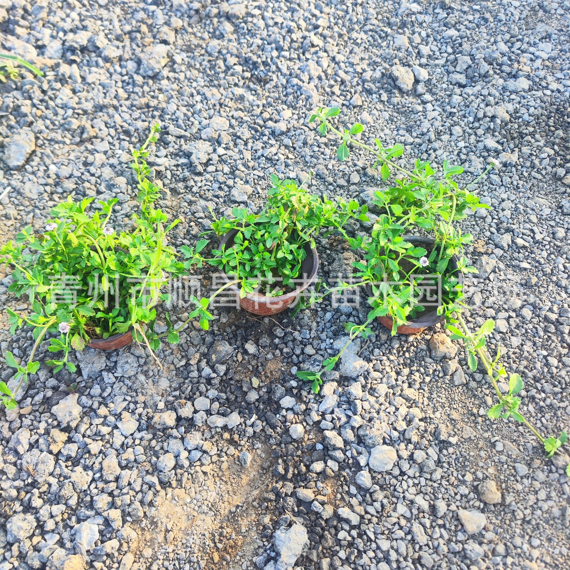 Jiyan Chui Grass Is Heat-Resistant and Cold-Resistant and Blooms in All Seasons. Outdoor Lawn Courtyard Ground Cover Florals and Greening Slope Protection Perennial Florals