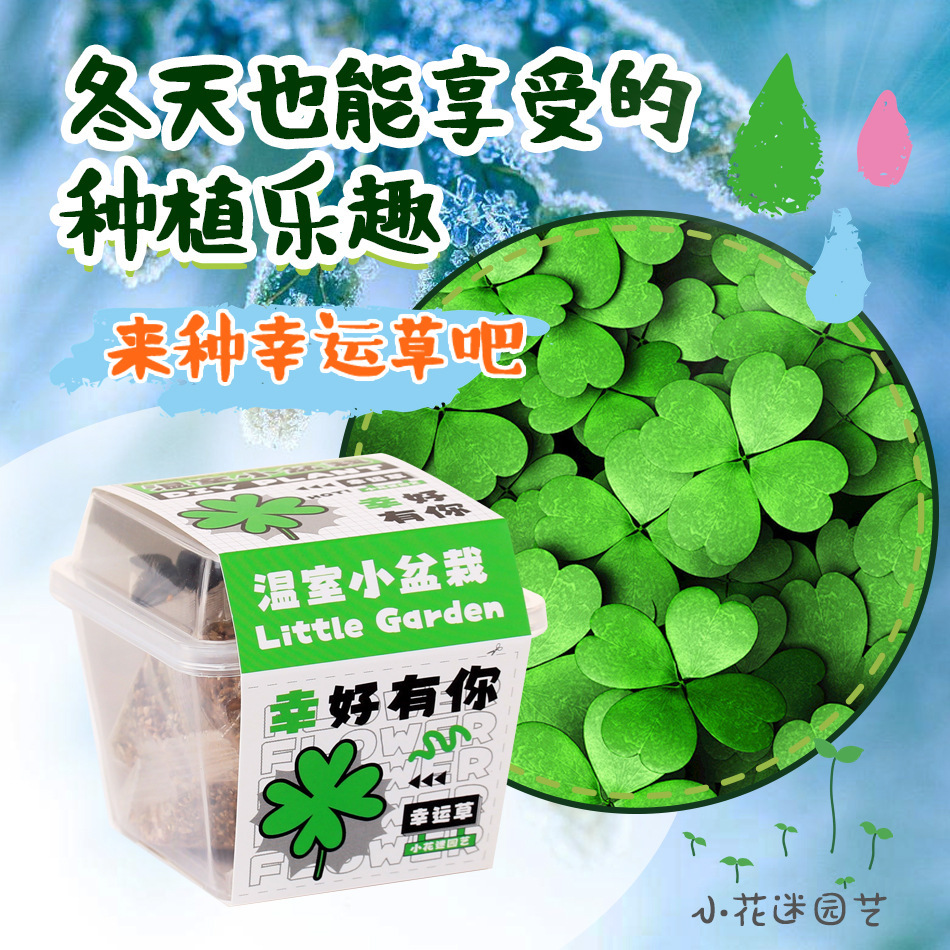 Creative Plant Blind Box Potted Plant School Season Gift Office Planting Flower Seeds Primary School Students Desktop Green Plant Potted Plant