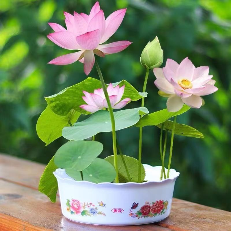 Lotus Seeds Bloom in All Seasons, Hydroponic Water Lilies, Lotus Seeds, Aquatic Water-Raised Florals, Potted Indoor Cold-Resistant Flower Seeds