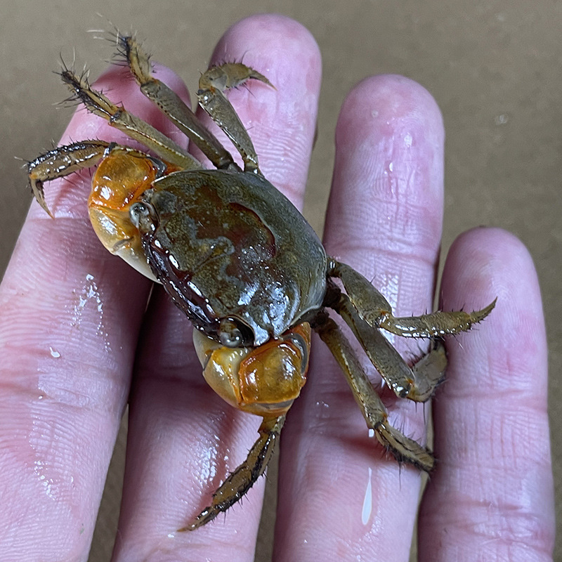 Xiangshou Crab Pet Desktop Pet Ornamental Crab Live Red Claw Internet Celebrity Desktop Crawling Pet Easy to Raise Aquarium Ornamental Crab