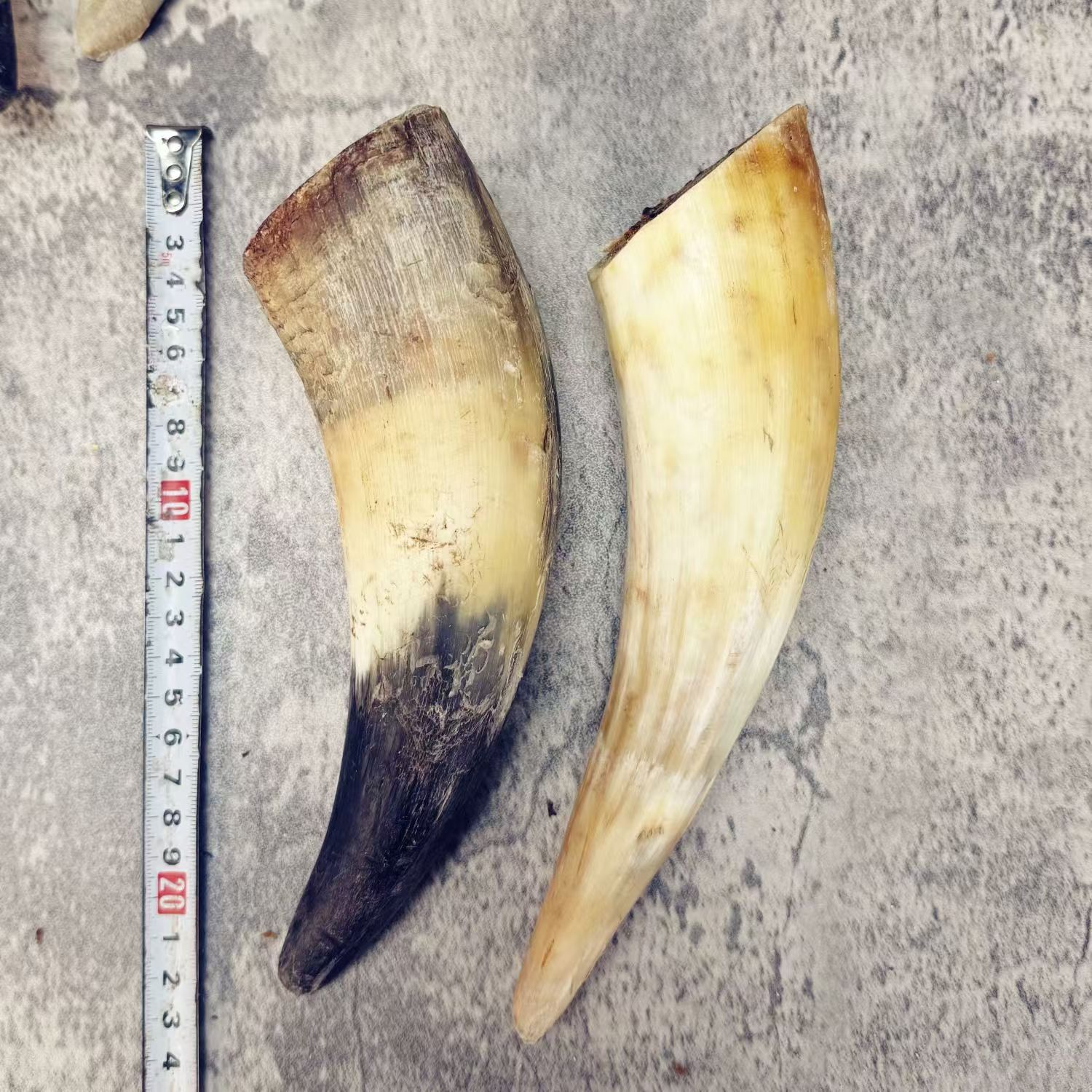 Drying and Air-Drying Pet Dog Molar Stick Real Horn Golden Retriever Teddy Small, Medium and Large Dog Molar Bone Cow Stick Bone