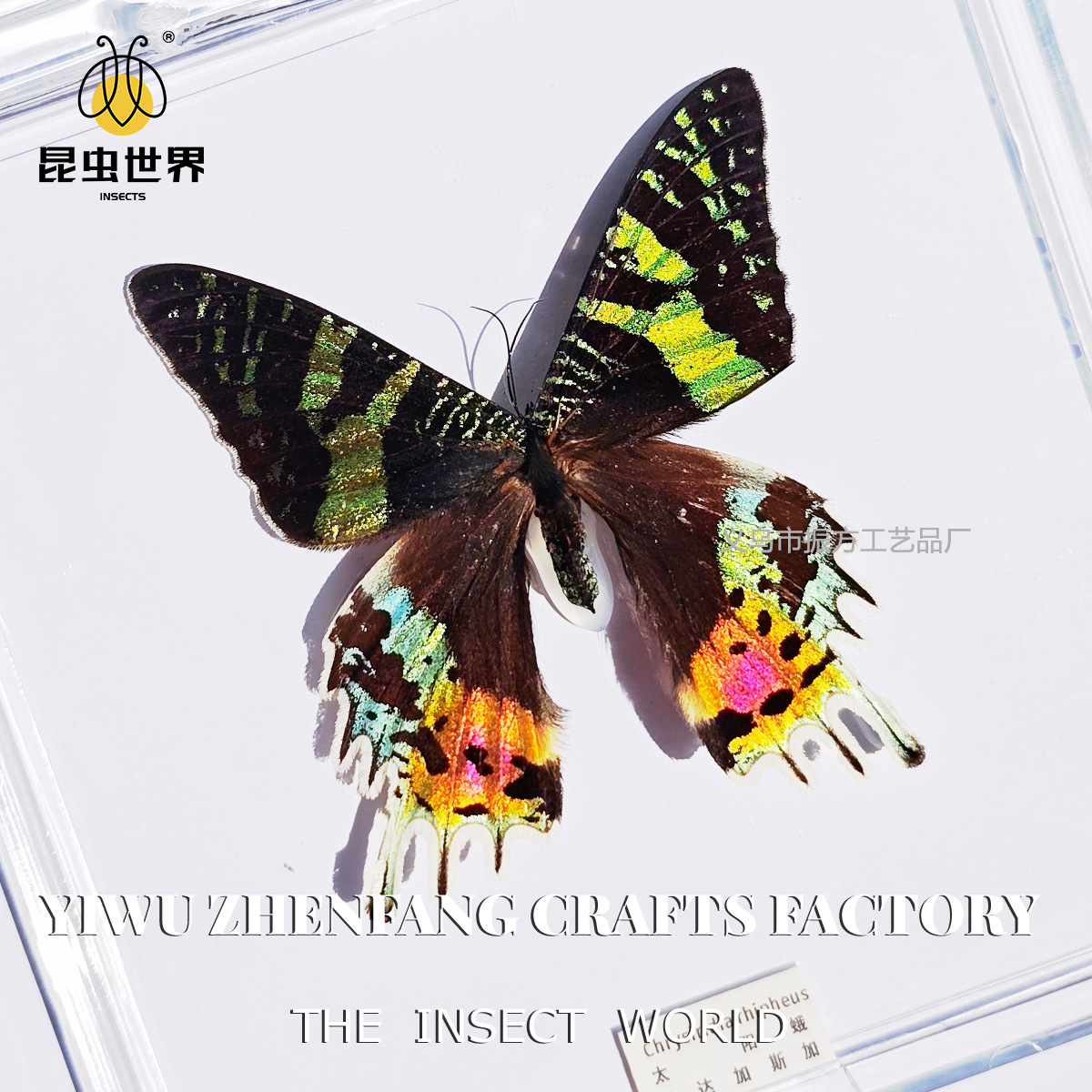 Zhenfang Craft Real Insect Specimen Transparent Boxed Butterfly Wings Girl Children's Holiday Gift Collection Ornaments