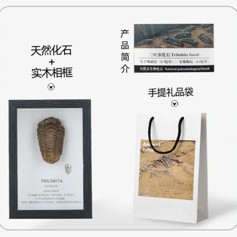 Trilobite fossil Wolf fin fish teeth chrysanthemum fossil ancient biological specimen original stone table popular science collection gift