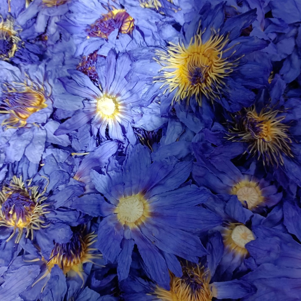 2025 Dried Blue Lotus, Dried Water Lily, Nine-Grade Perfume Lotus Blue Dried Flower, Freeze-Dried Blue Lotus