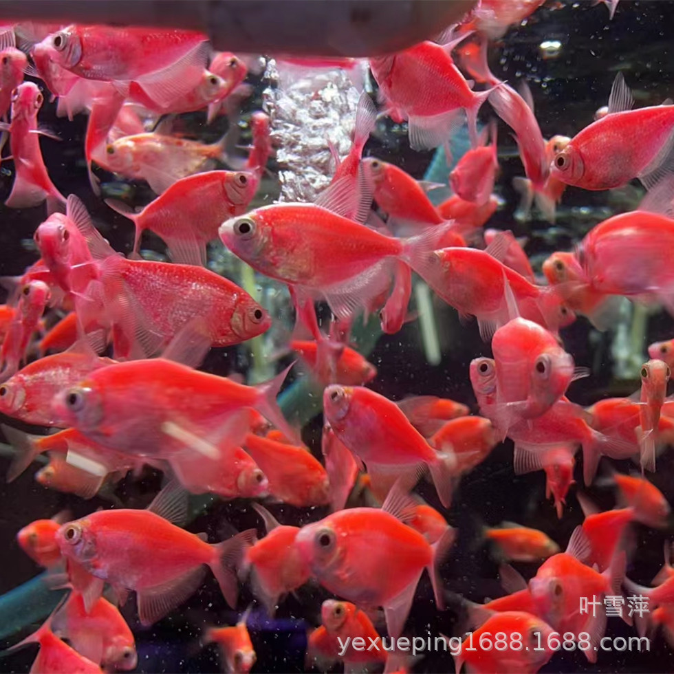 Angel fish live tropical ornamental fish red blue purple yellow green jade tiger green apple red yellow fishing farm wholesale