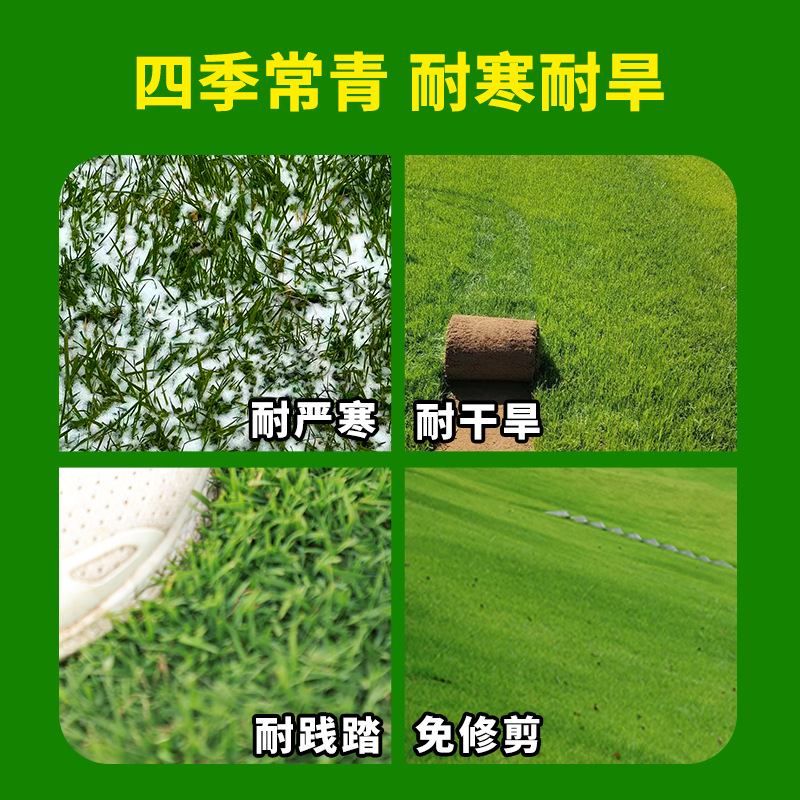 Bermuda grass seeds are evergreen and trample-resistant turf grass seeds greening lawn seeds football field dwarf grass seeds