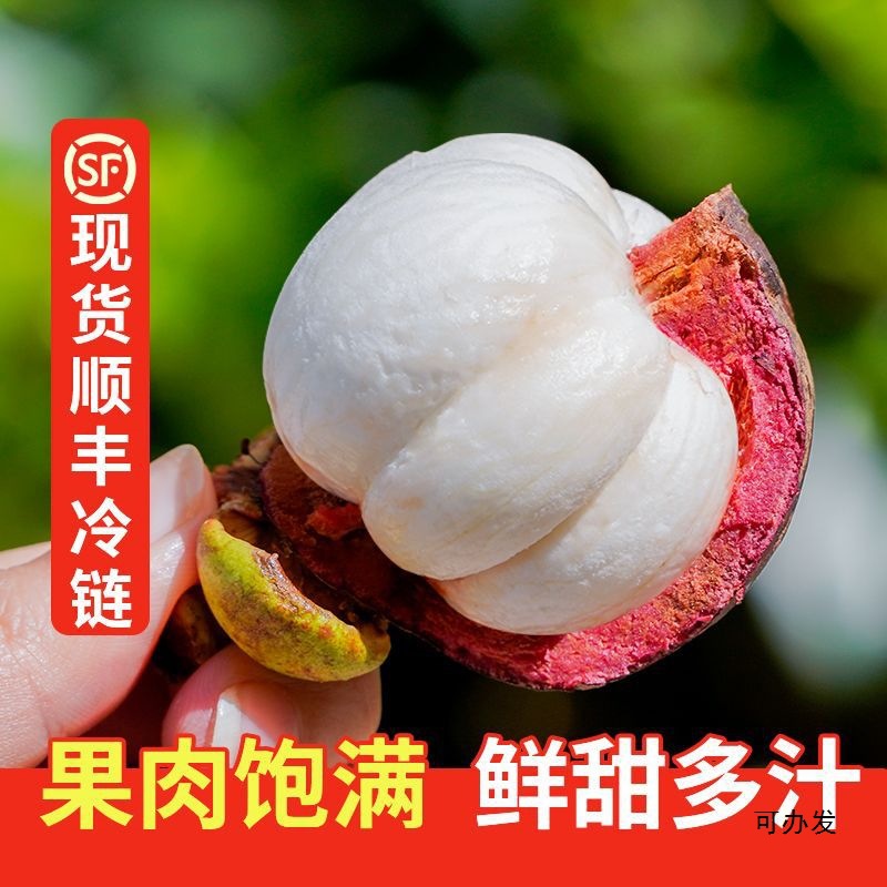 Fresh Mangosteen Sf Cold Chain 0.5kg-2.5kg Seasonal Large Fruit Wholesale Independent Station