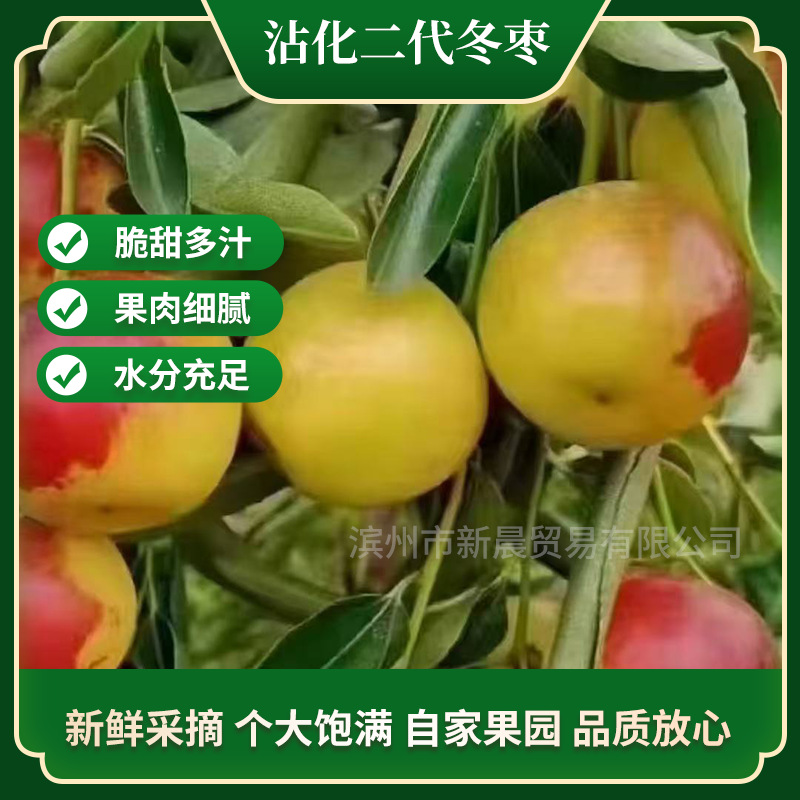 Свежие сезонные хрустящие финики второй генерации зимних фиников Чжаньхуа Шаньдун для беременных, целая коробка 2.5кг, бесплатная доставка, хрустящие, сладкие, сочные