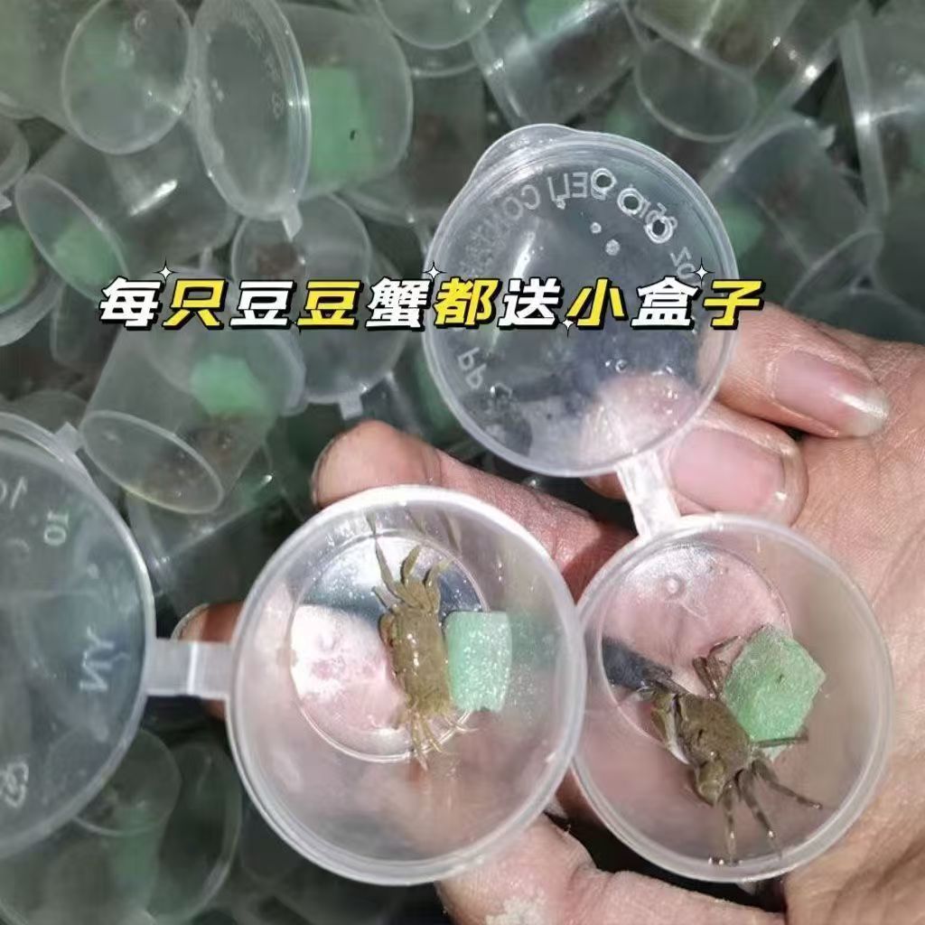 Wholesale Pepper Crab Red Tongs Pepper Crab Ornamental Crab Live Mini Small Crab 1-2cm Independent Small Round Boxed