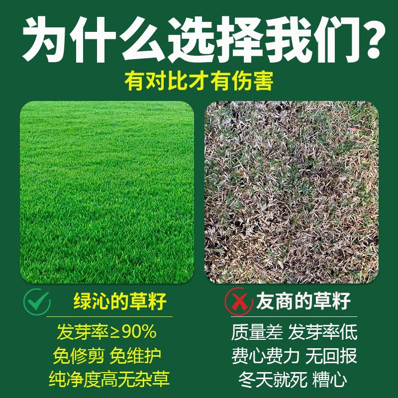 Grass Seeds, Lawn Seeds, All-Season Green, Cold-Resistant and Drought-Tolerant Slope Protection, Manila Dog Tooth, Green Grass, Courtyard Grass Seeds