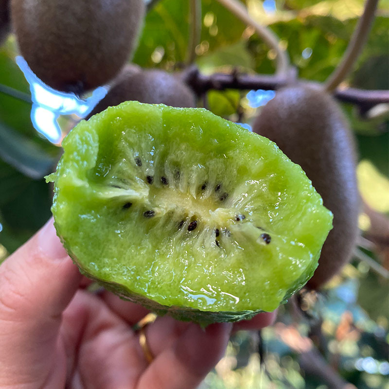 Shaanxi Zhouzhi Cuixiang Kiwi Green Heart Kiwi Is Sweet and Juicy. Fresh Kiwi Is Picked and Shipped in Season
