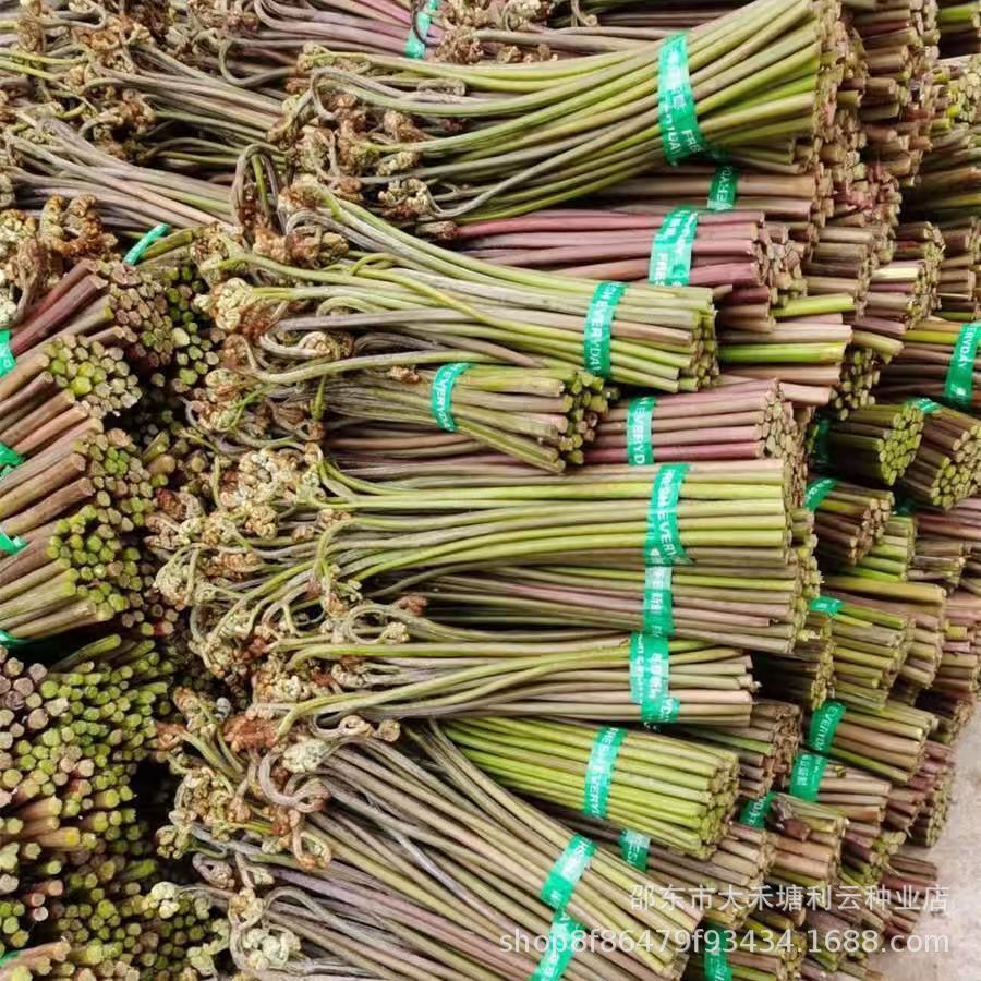 Wild Bracken Seeds, Raw Bracken, Ruyi Vegetables, Wild Mountain Vegetables, Cat's Claw Vegetables, Faucet Vegetables, Bracken Seeds